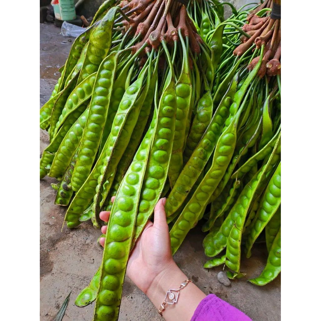 

PETE / PETAI TUA Panjang 10-14 mata ( isi 10 papan )