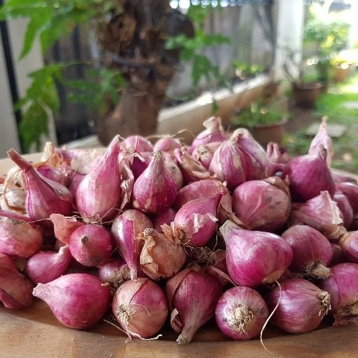 

Bawang Merah SUPER Big Shallots 500 gr