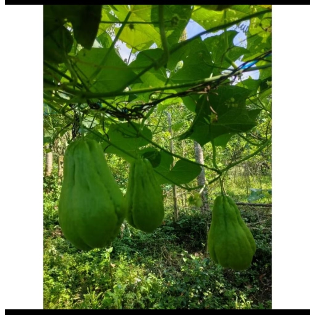 

Labu siam segar 1 kg