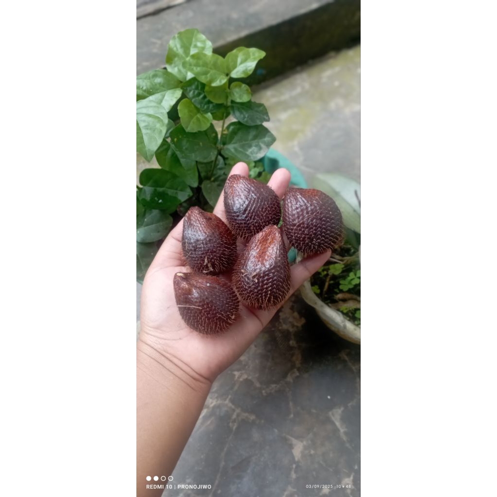 

Salak Pondo Pronojiwo ( KRIL/KECIL)