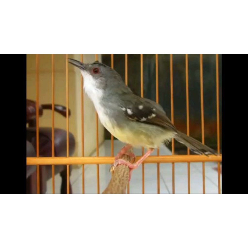 CIBLEK SEMI ( CISEM ) JAMINAN JANTAN MULUS