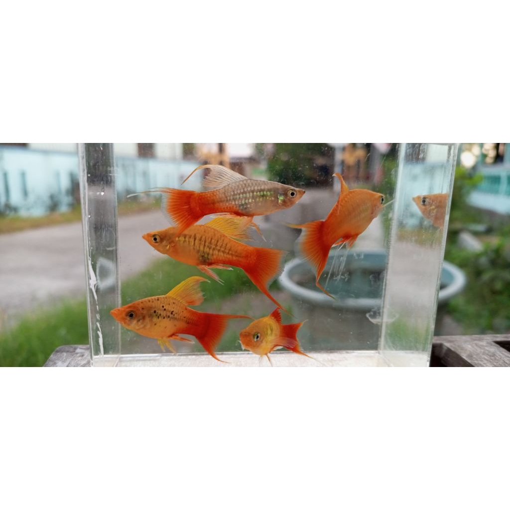 cendrawasih cawang/lyretail