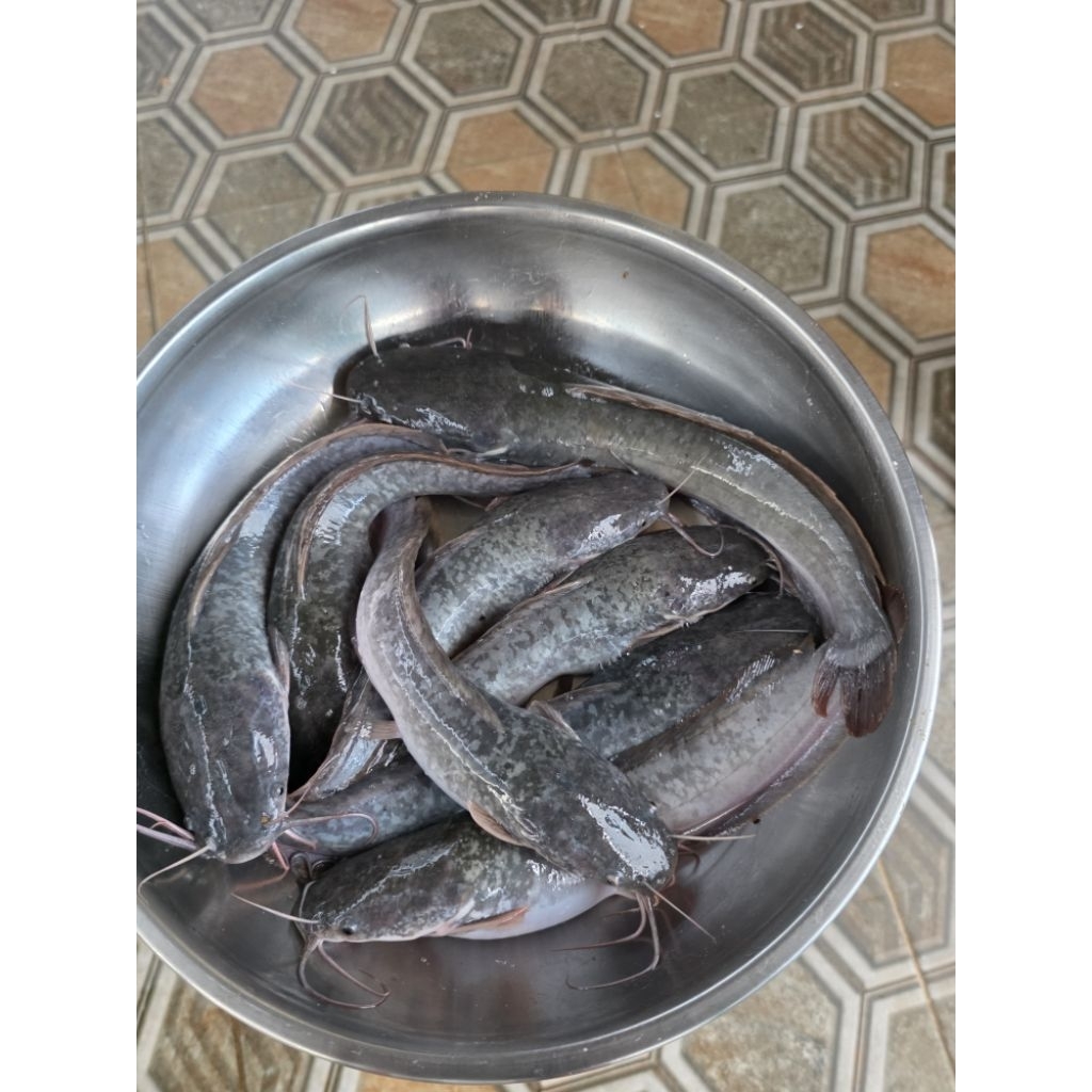 

Ikal Lele Ternak 1/2Kg