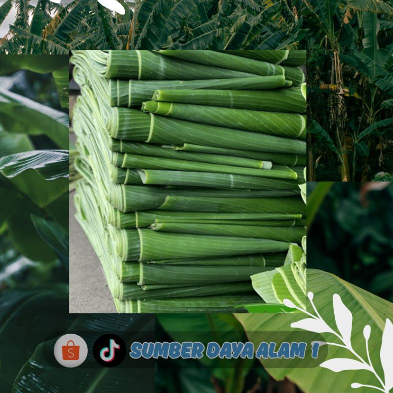 

Daun Pisang Segar Pilihan Terbaik | Tanpa Pestisida | Higienis dan Siap Kirim