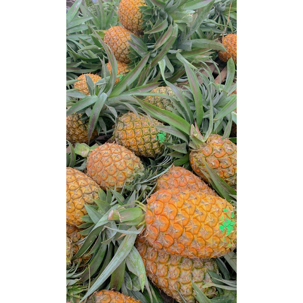 

nanas muda berkualitas asli 100%