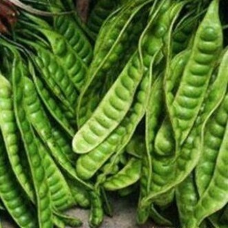 

Petai Muda 10 Lonjor, Sumpah Enak Pol!