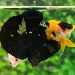 satu pasang cupang plakat yellow koi cooper bagus top