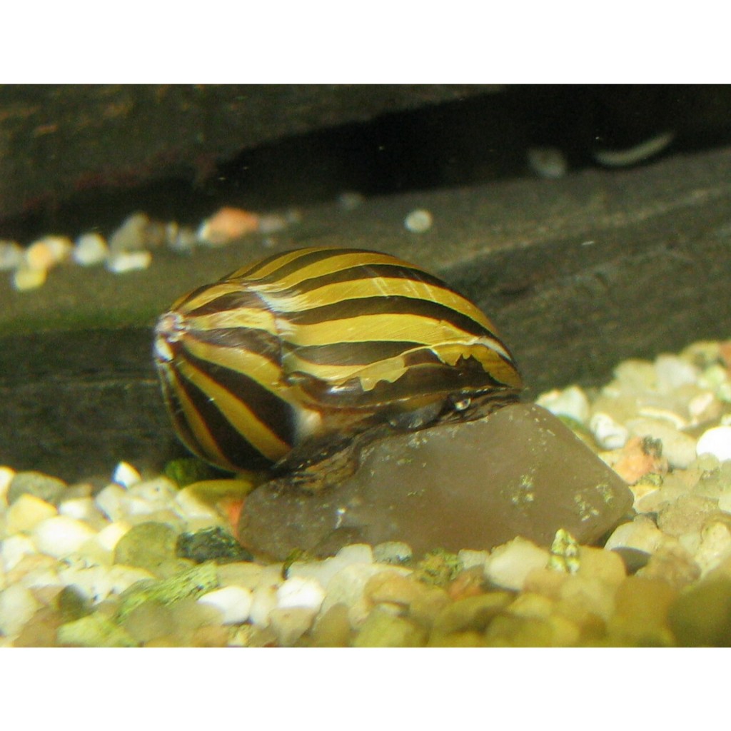 Keong Turbo / Keong Hias Aquascape / Pemakan Lumut / Ikan Hias Air Tawar