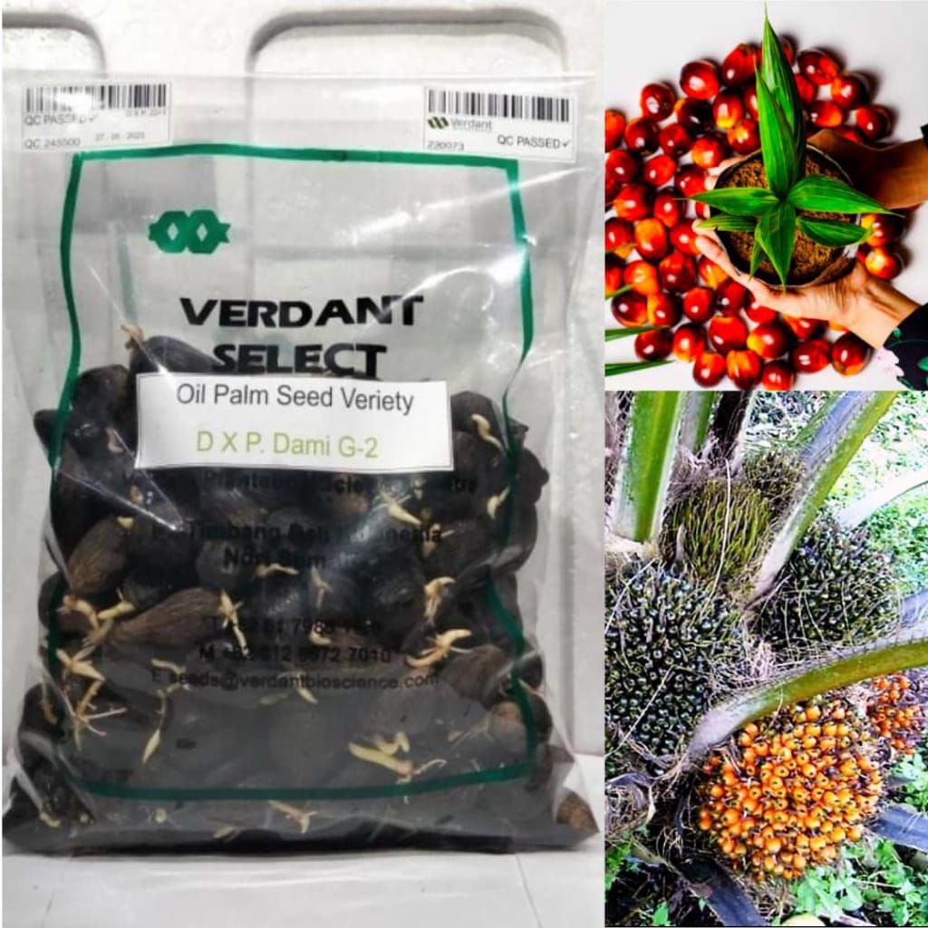 Bibit sawit DxP Verdant Select