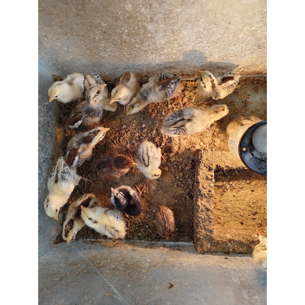 anak ayam kampung