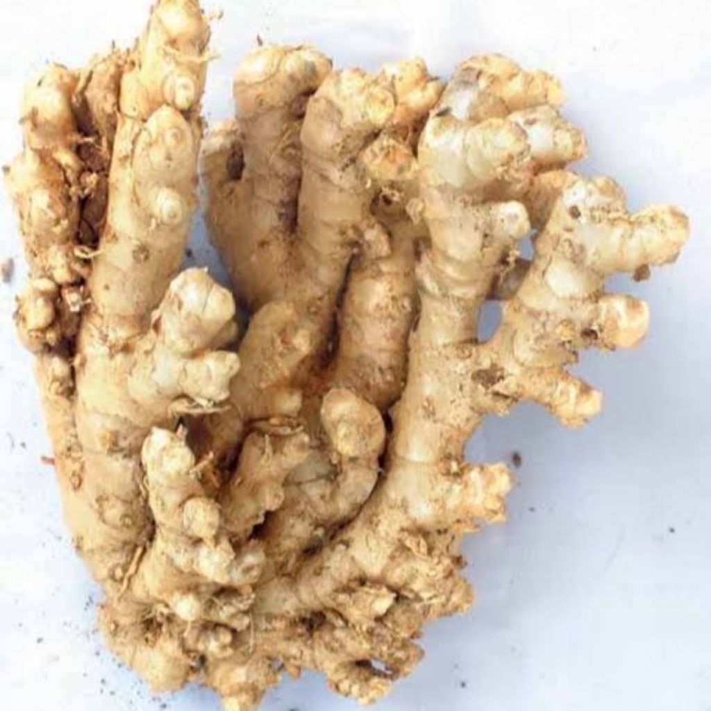 

Kunir Putih Satu Kilo Pilihan Presh Dan Masih Segar