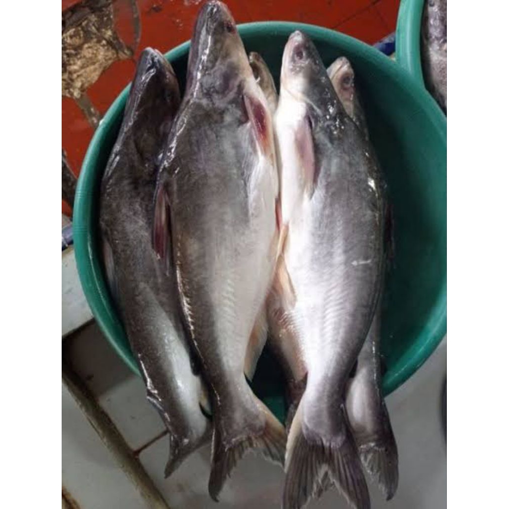 

ikan patin kisaran 1,3kg
