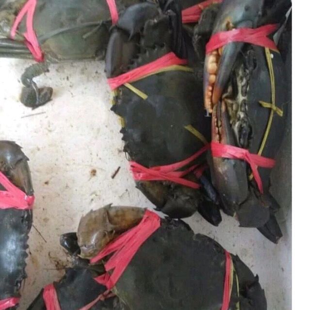 Kepiting Bakau Frozen 1Kg