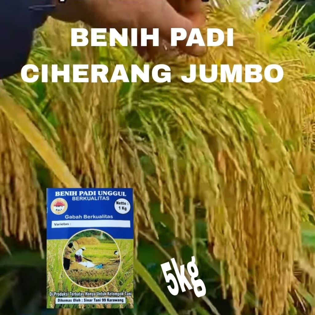 BENIH PADI CIHERANG JUMBO BERKUALITAS SUPER 5 kg