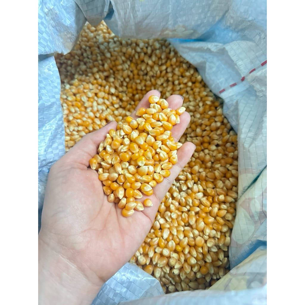 

Jagung popcorn, biji jagung popcorn premium, popcorn homemade, camilan sehat, popcorn tanpa pengawet, jagung popcorn gurih, bahan popcorn rumahan
