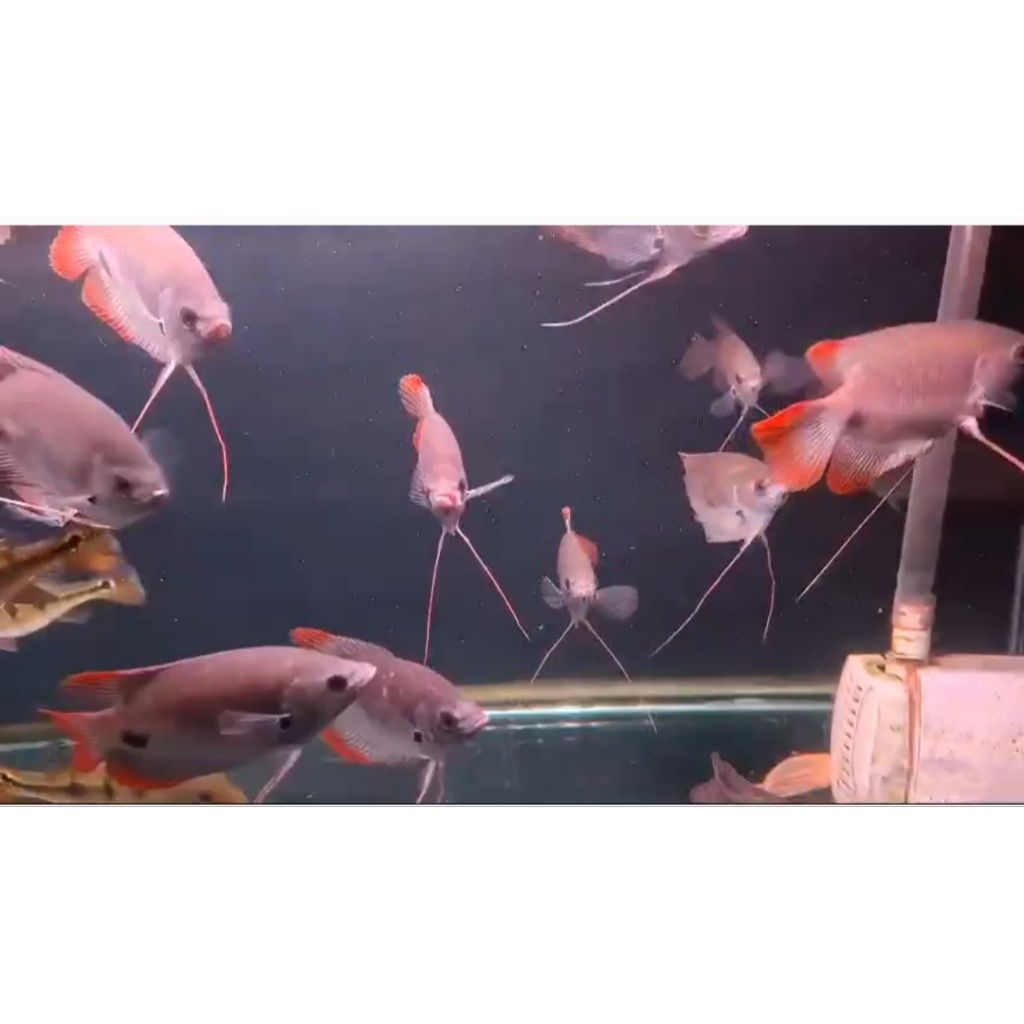 stiker gurame sabah 12-15cm