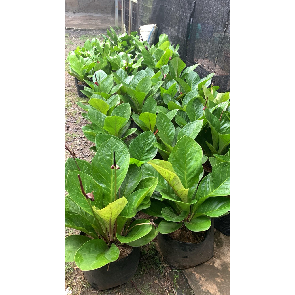 tanaman anthorium jemani Cobra ukuran besar rimbun super