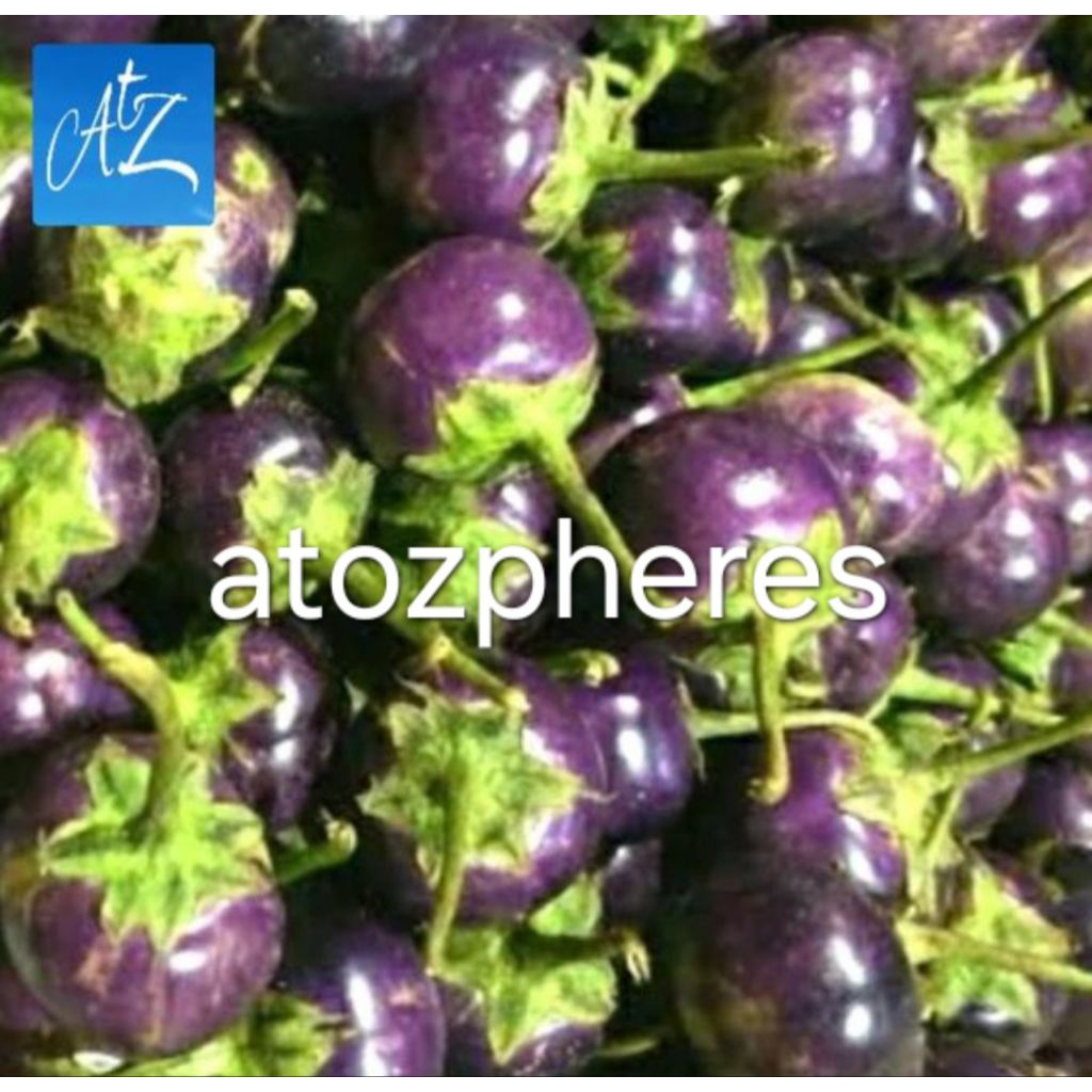 Sayur terong ungu bulat bola mini ukuran kecil untuk lalap lalapan segar pilihan fresh eggplant 500g