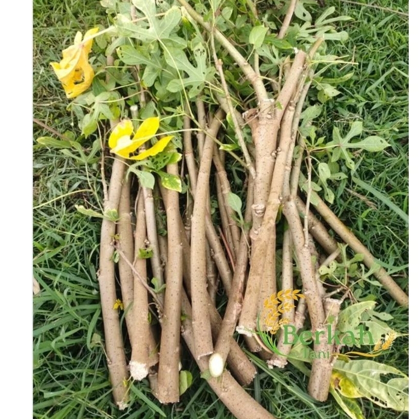 

BacaDeskripsi! Telo papua /singkong papua panjang 15-17 cm