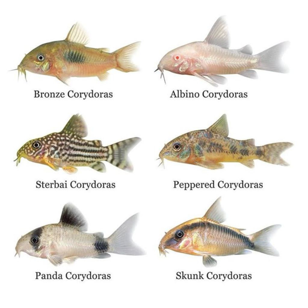 

STIKER LUCU CORYDORAS ALBINO SLAYER 5 BIJI