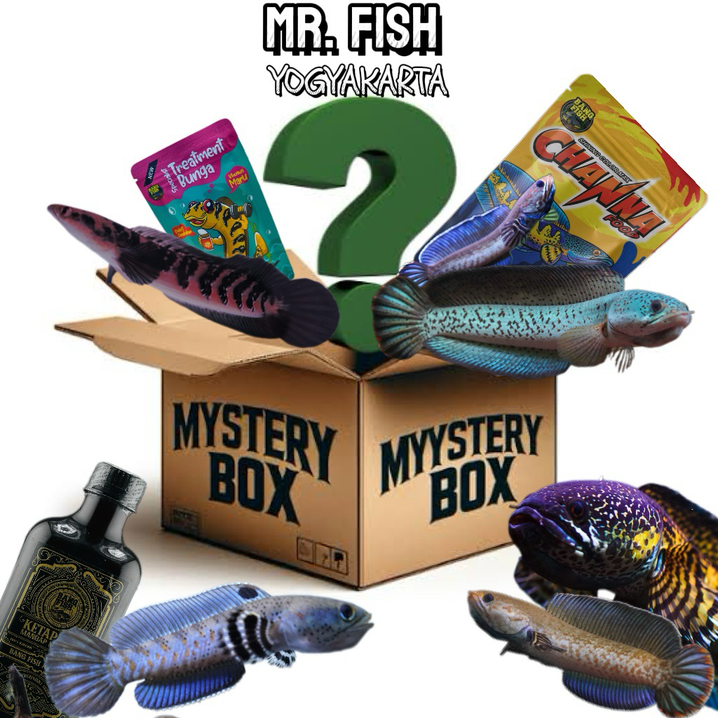 MISTERY BOX HIASAN AQUARIUM CHANNA DAN PAKAN CHANNA