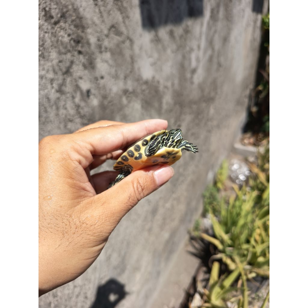 Pelet Kura RbnXpeninsula