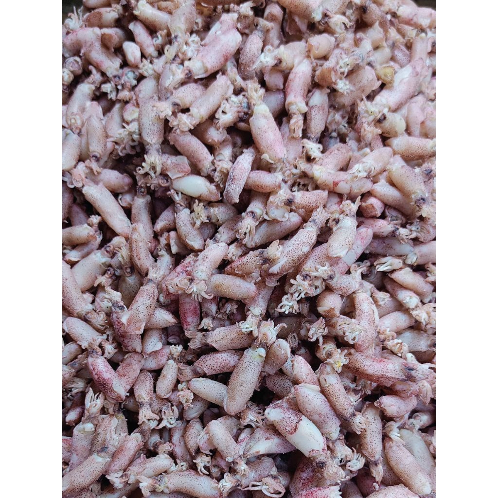 

Baby Cumi Super | Cumi Asin 1-2 Cm Fresh Mantul 1 kg, 500g, 250g