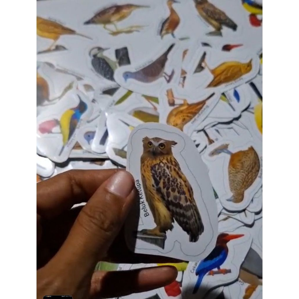 

Stiker Burung Indonesia | Stiker kiss cut gambar burung | Bird Journal Stickers | Stiker Edukatif