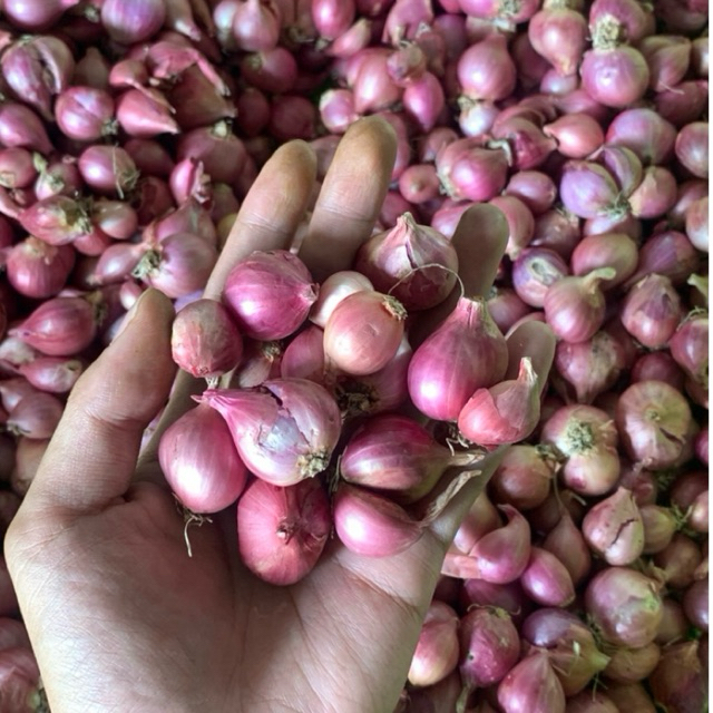 

1 Kg Bawang Merah Nganjuk Murah Berkualitas