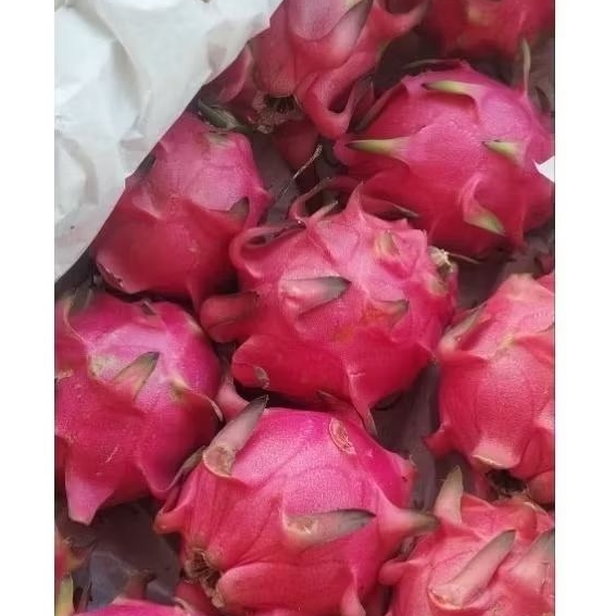 

naga merah manis 1,5kg isi 2