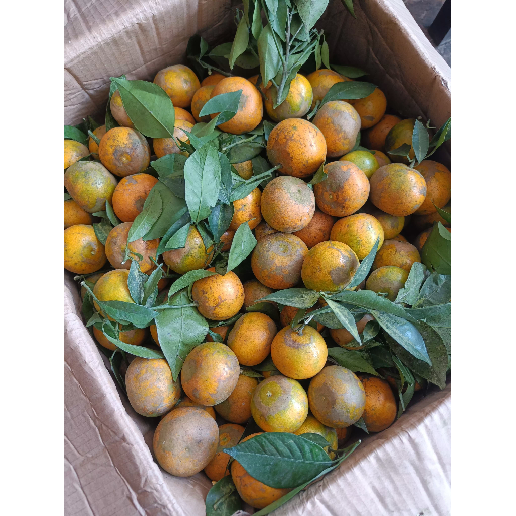 

JERUK SIYAM MADU FRESH