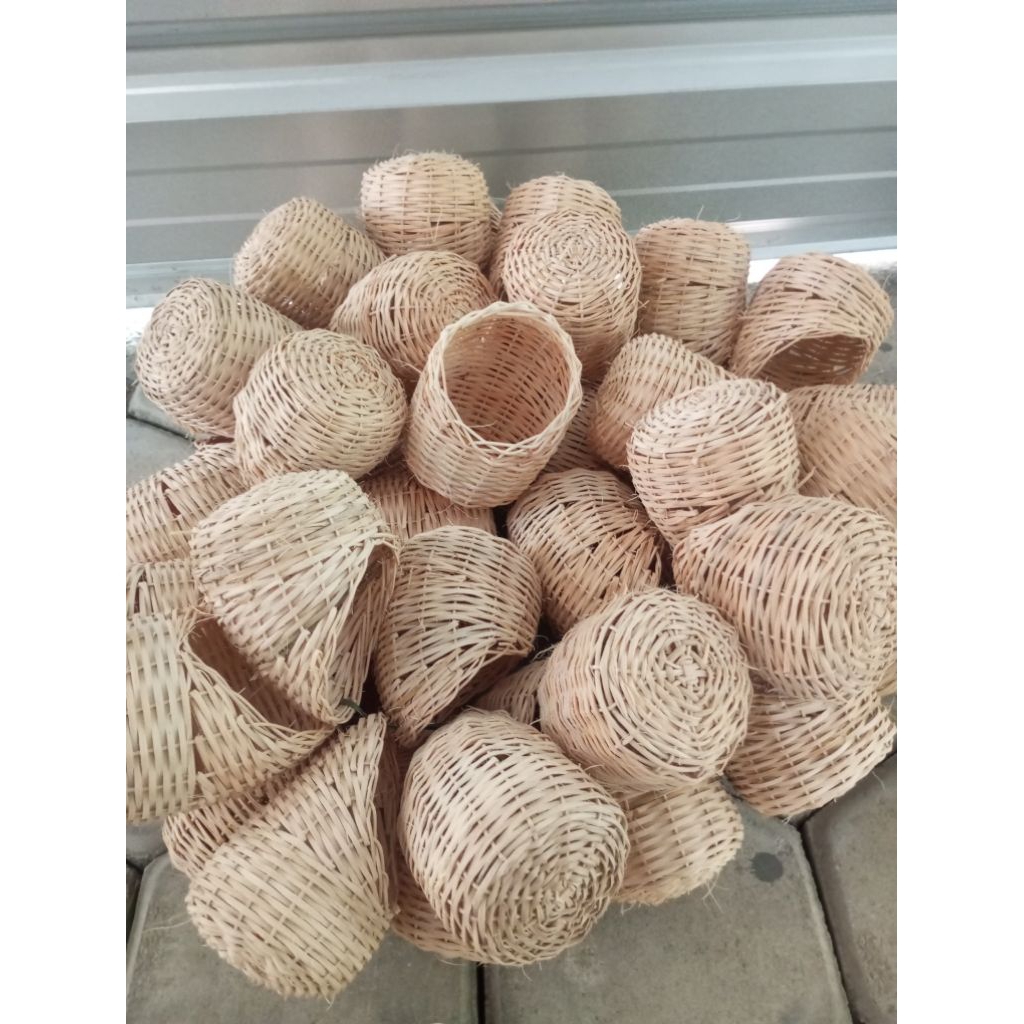 Gowok sarang burung blackstroot kenari