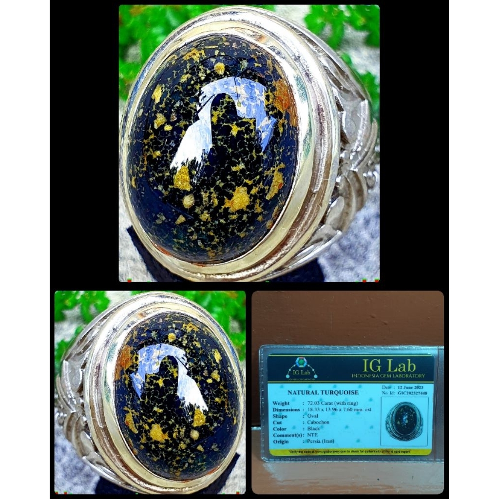 pirus jumbo hitam persian iran kelas kontes bos