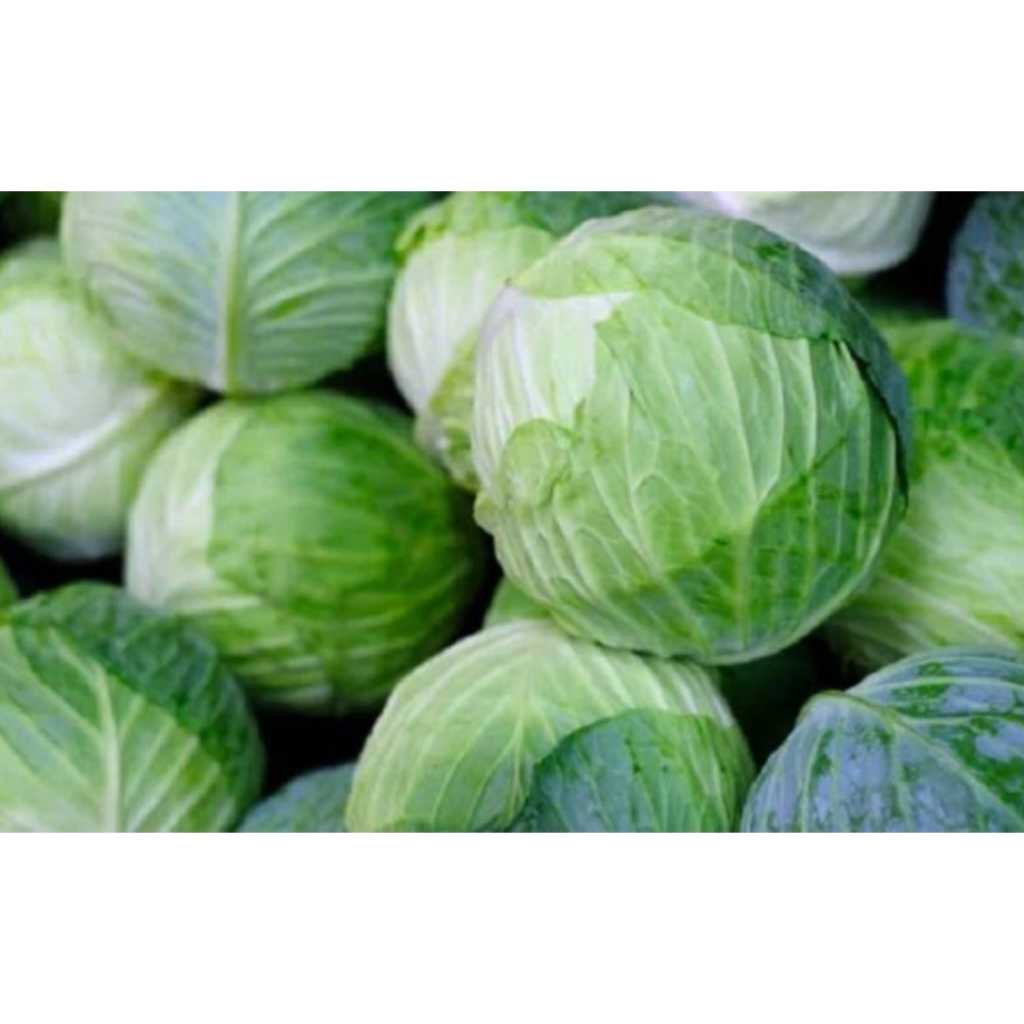 

kol bulat 1 buah 2KG masih segar dan fres langsung di petik ladang