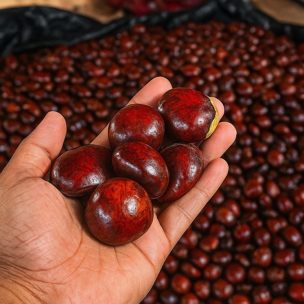 

Jengkol Tua / Jengkol Manis / Jengkol Segar