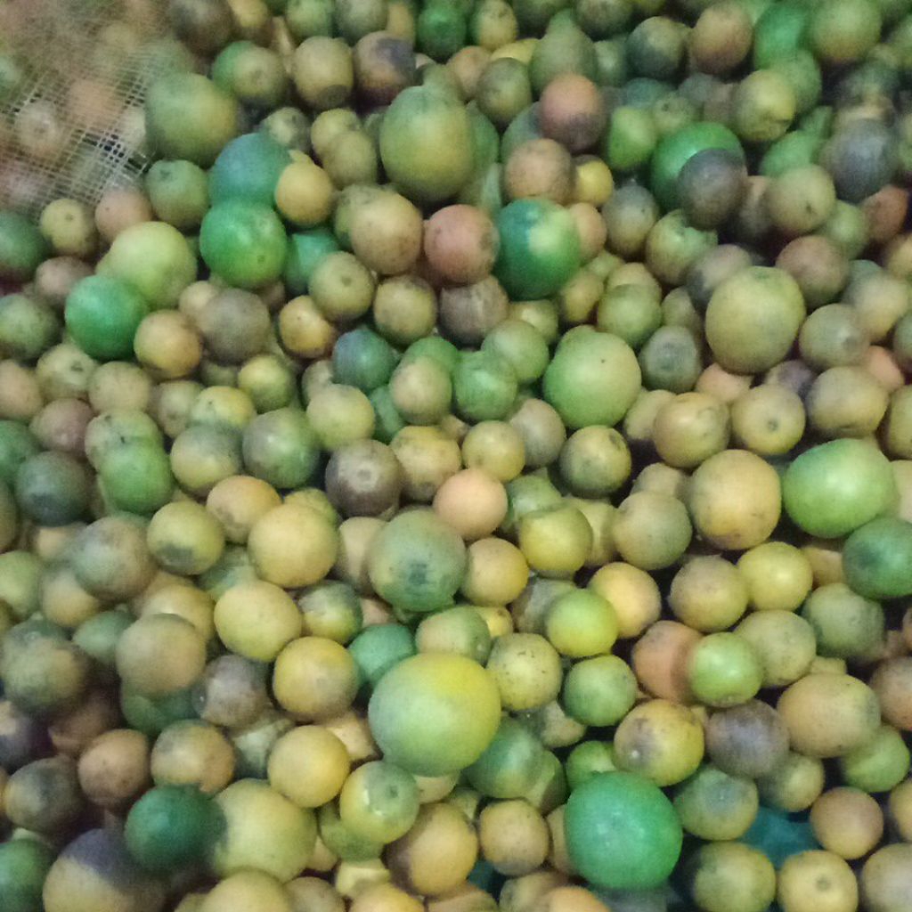 

Jeruk Baby Java Malang (Kecil) 1 Kg