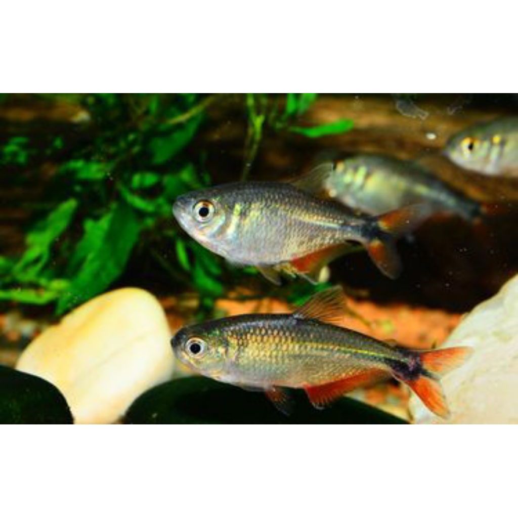 

ikan bonies hitam/albino isi 20 ekor