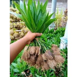 Bibit Pinang Batara unggul qualiti medium