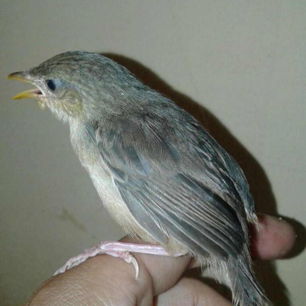 Burung Anakan Cigun Mandiri Pilihn Terbaik