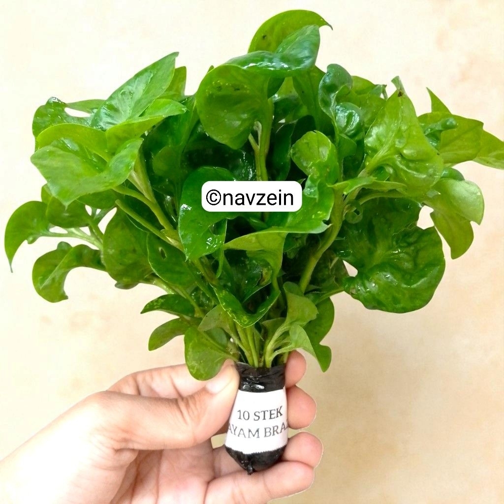 

Bayam Brazil STEK ISI 10 BATANG | SAYUR SEHAT BERGIZI TINGGI