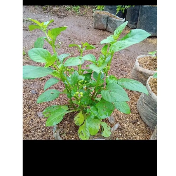 bibit tanaman leunca lalapan