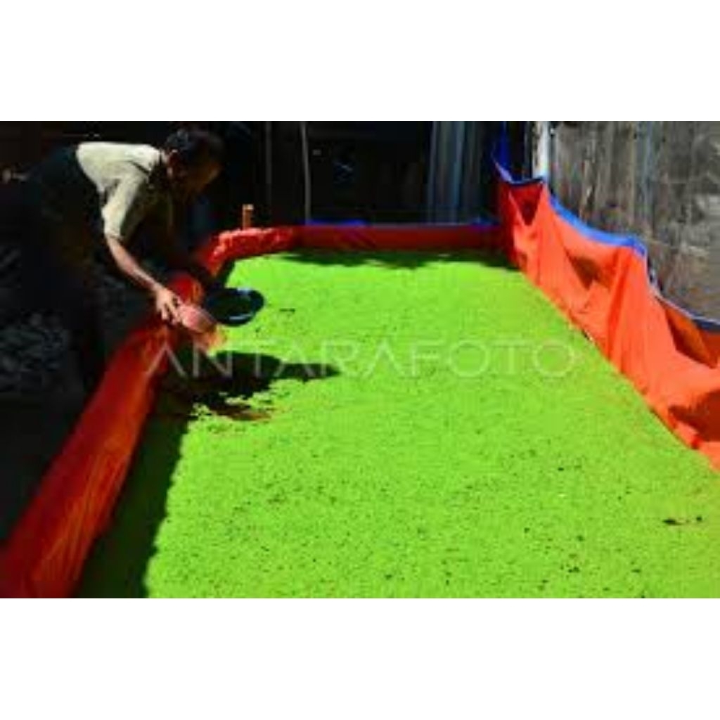 

Azolla 100 grm
