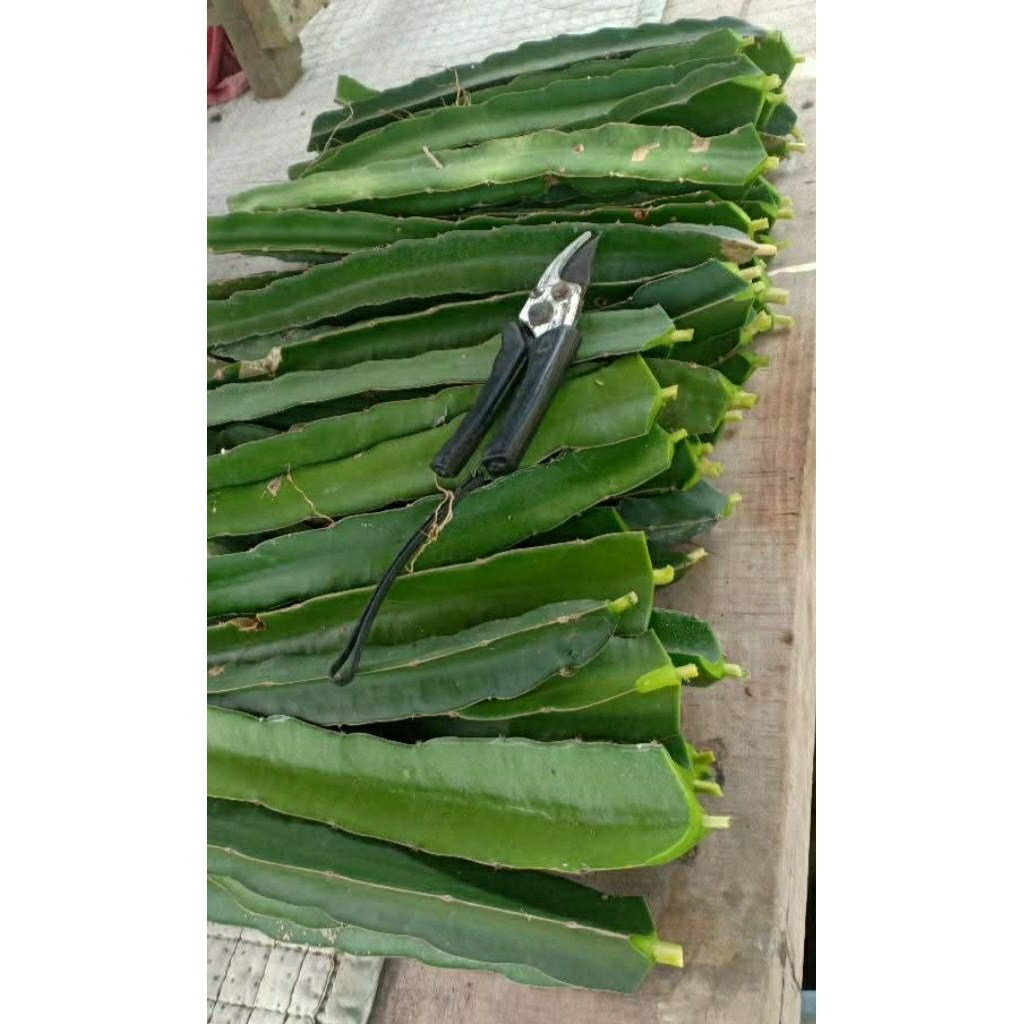 

Bibit Buah Naga Super (3 Varietas) Cepat Berbuah Kwalitas Terbaik (beli 4 bonus 1)