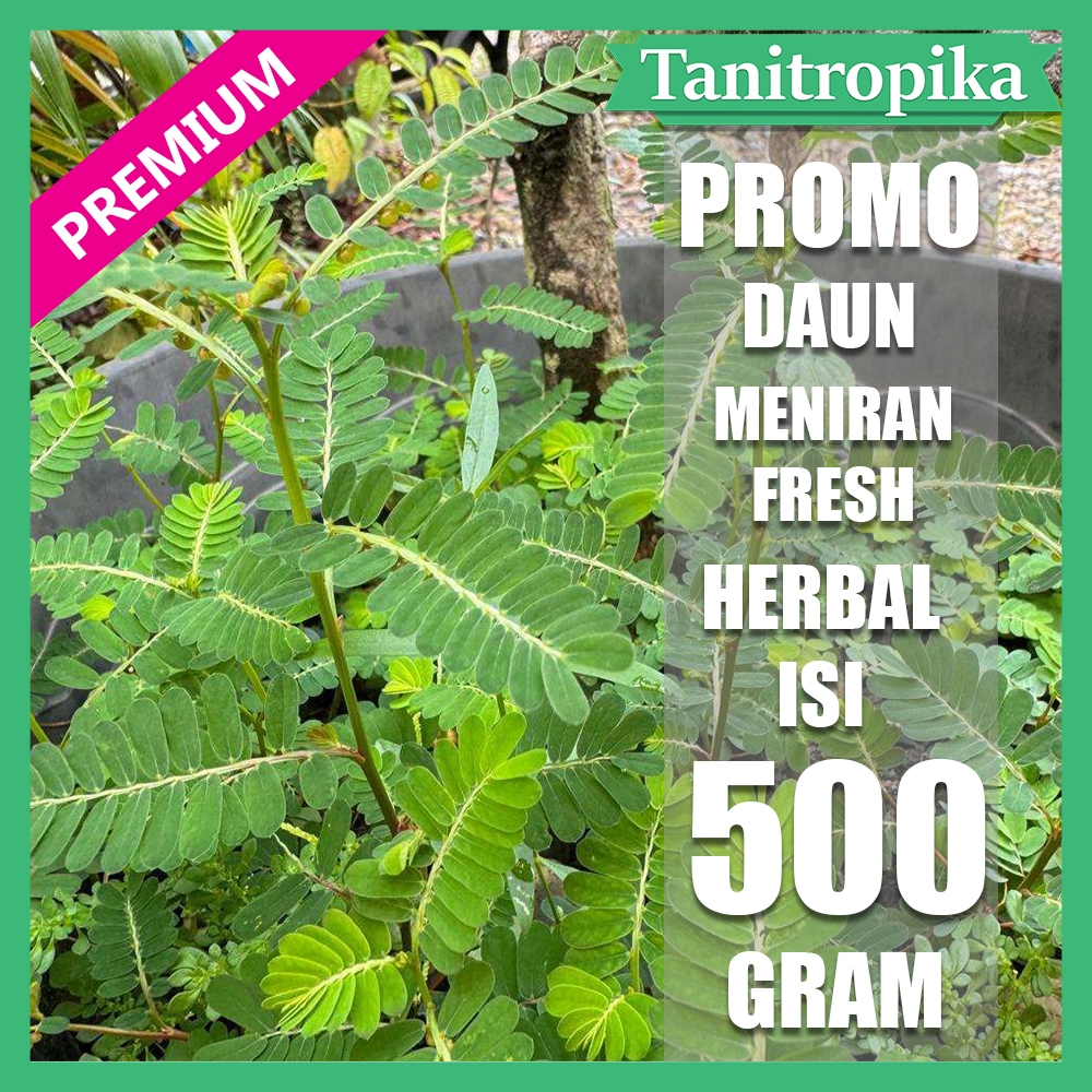 

Daun Meniran segar 500 Gram Untuk Obat Ginjal Herbal Alami tani tropika