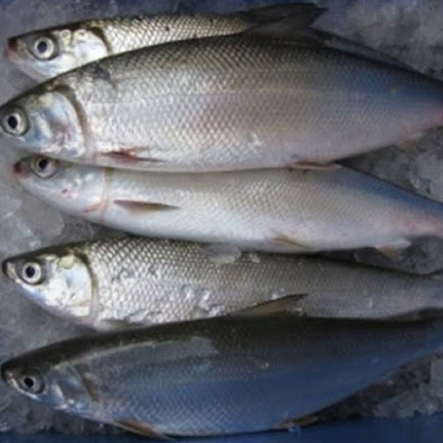 KIRIM INSTAN IKAN BANDENG SEGAR / IKAN BANDENG FRESH EKSPRES / IKAN BANDENG SIAP MASAK / IKAN BANDEN