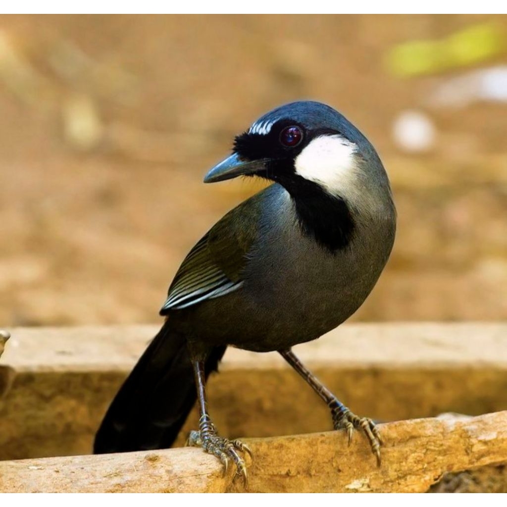 

telur Poksay hongkong dijamin fertil siap tetas