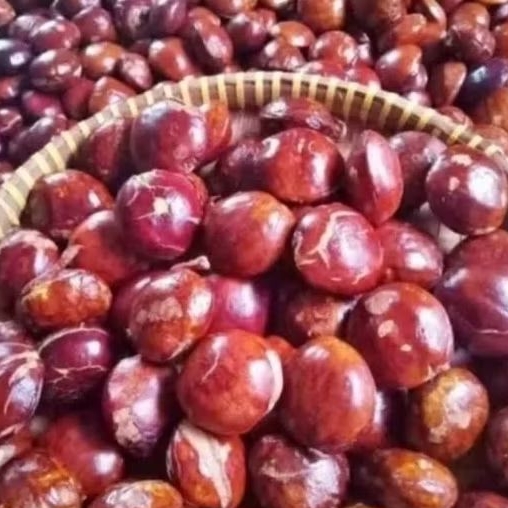 

JENGKOL TUA SUPER TERMURAH CEK !!!