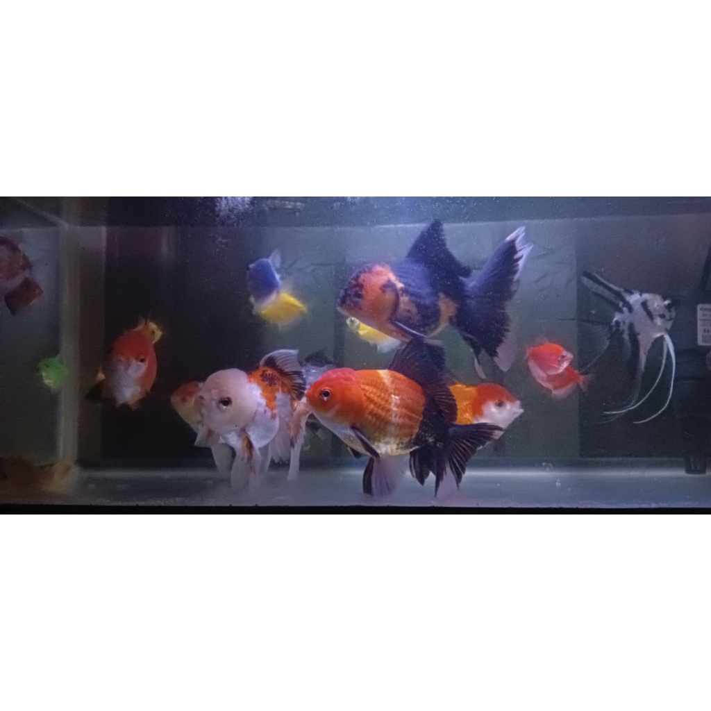 Ikan Hias Mas Koki Panda Tricolor Murah