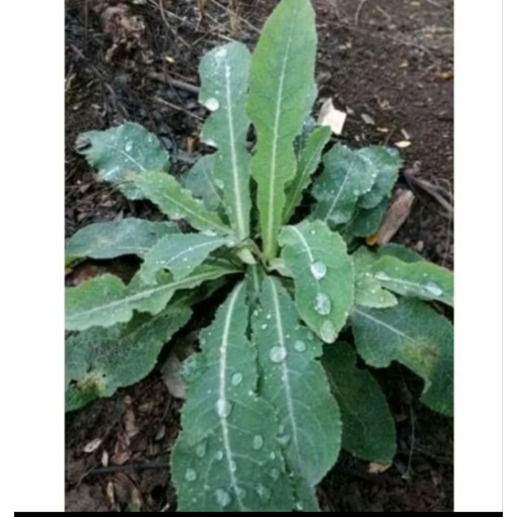 

daun tempuyung segar untuk kesehatan 100gr