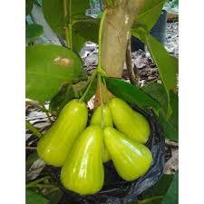 Tanaman Jambu Air Green Giant Cangkok Berbunga